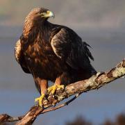 Golden Eagles are among the birds which nest in SPAs