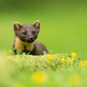 David Excell pleaded guilty to deliberately trapping and killing a pine marten