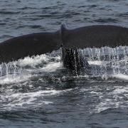 Video: Rescue crews free entangled humpback whale off Maui