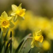 Daffodils can be planted any time from now to November