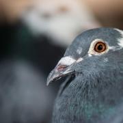 'Bizarre' spate of incidents of pigeons being tied to fences sparks city probe