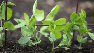 Peas are being developed with no flavour
