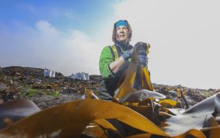 Fiona Houston CEO of Mara Seaweed harvesting kelp - she  is awaiting licence for Scotland's biggest seaweed farm, Image Gordon Terris