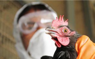 The spread of flu from birds to humans is considered one of the likeliest sources for future pandemics