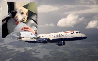 Barney the guide dog has taken his final flight