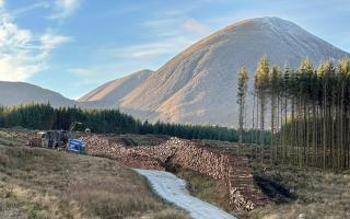 Scottish Woodlands to plant 3,000 hectares of new trees n 2024