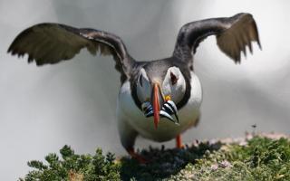 Seabirds like puffins will benefit from a ban on industrial sandeel fishing in Scottish waters