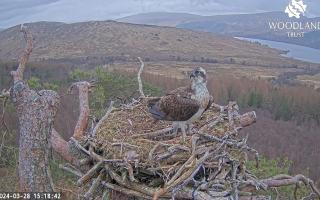 Louis the osprey returning to his nest at Loch Arkaig in the Highlands