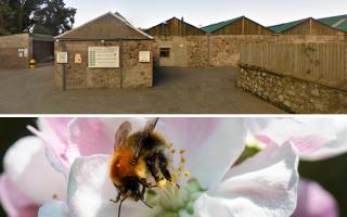 2000 bees were killed in the overnight vandalism attack