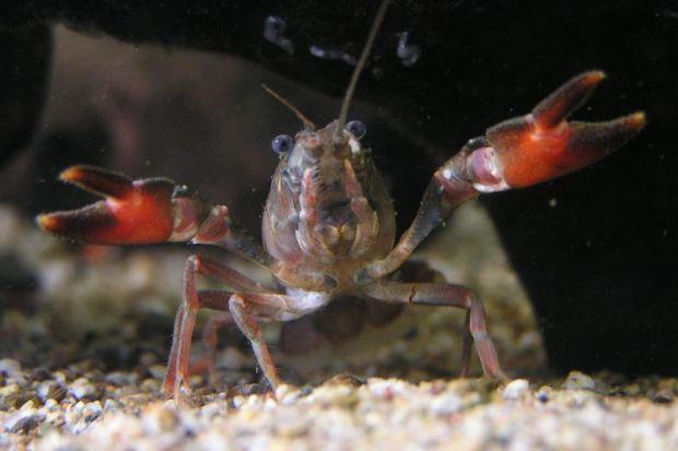 Claws for concern: Deadly crayfish is found in quarry