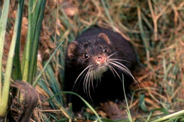 vicious: Mink, a non-native species from the US, have long been a rural pest but have recently infested the capital.  Picture: Lynne Stone/Rex
