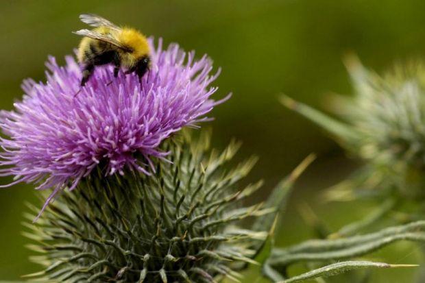 The effects of neonicotinoids on bees has long being the subject of debate  Photograph:  Colin Mearns