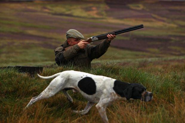 OCCUPATIONAL HAZARD: Gamekeepers argue legal exemptions should be made to allow the tail-docking for working dogs.