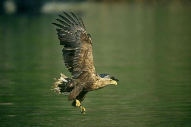 POPULATION PEAK: Farmers claim control measures are needed to keep numbers of sea eagles balanced.