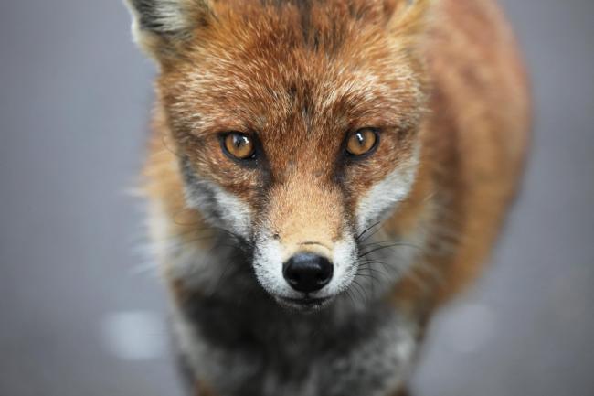 Father and son are found guilty of fox hunting in landmark ruling