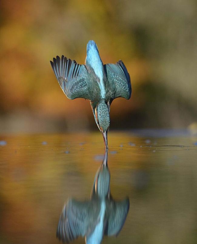 Photographer Alan McFadyen's image of a kingfisher in full flight