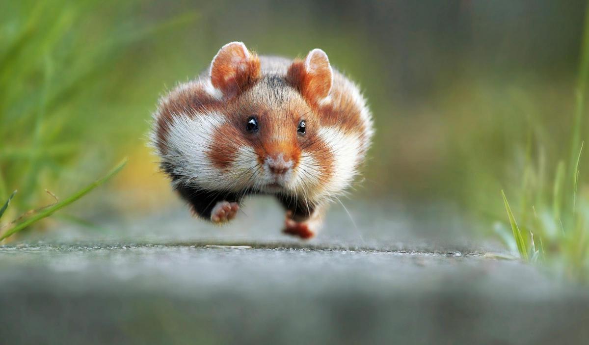 Cute animals doing funny things: 13 of the best pictures from the inaugural  Comedy Wildlife Photography Awards | HeraldScotland