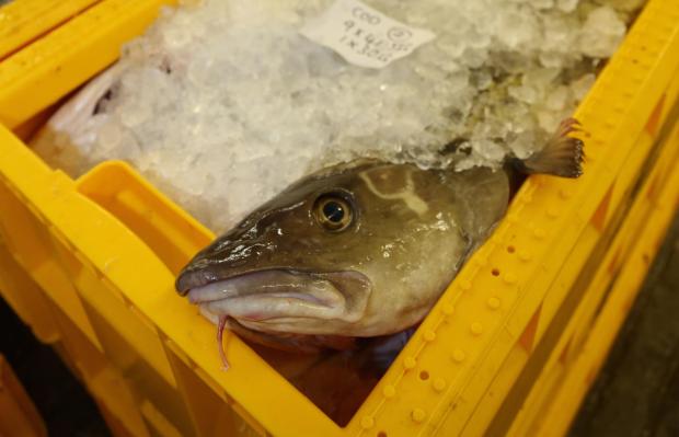 HeraldScotland: North Sea fish stocks have risen in recent years thanks to strict regulations