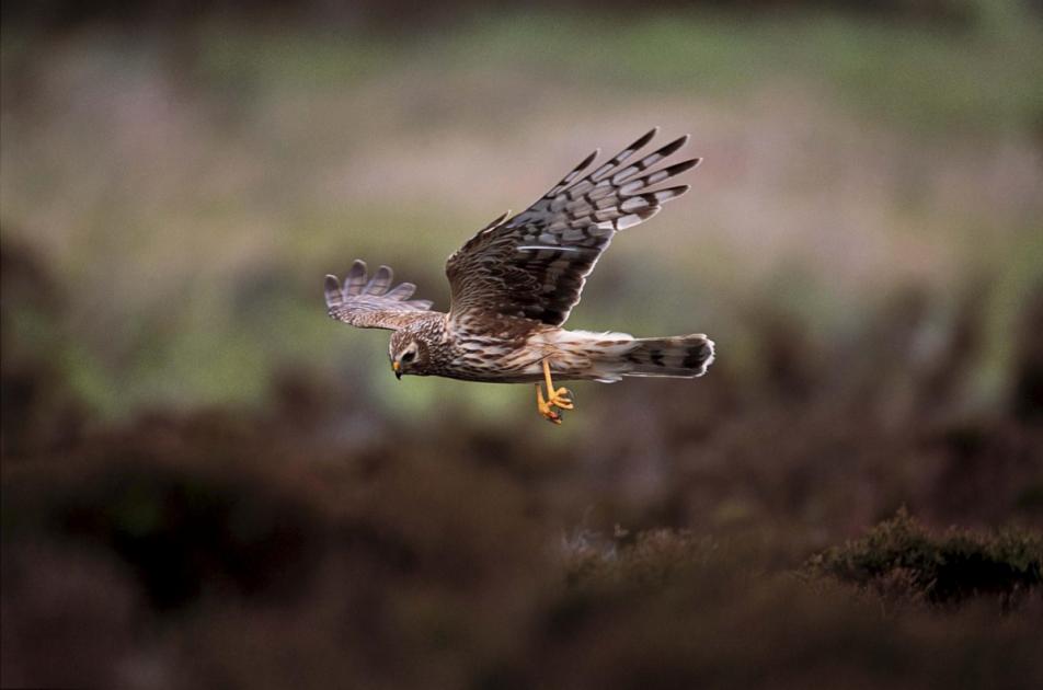 Government publishes new grouse moor licensing legislation – NewsEverything Scotland