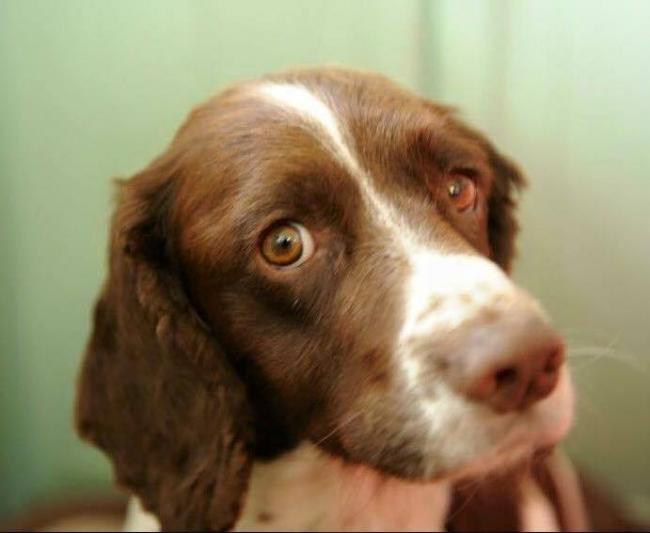 Spaniel owners are the most likely to have microchipped their dogs. But sadly this has not so far helped find Max, who has 9000 Twitter followers (see story)