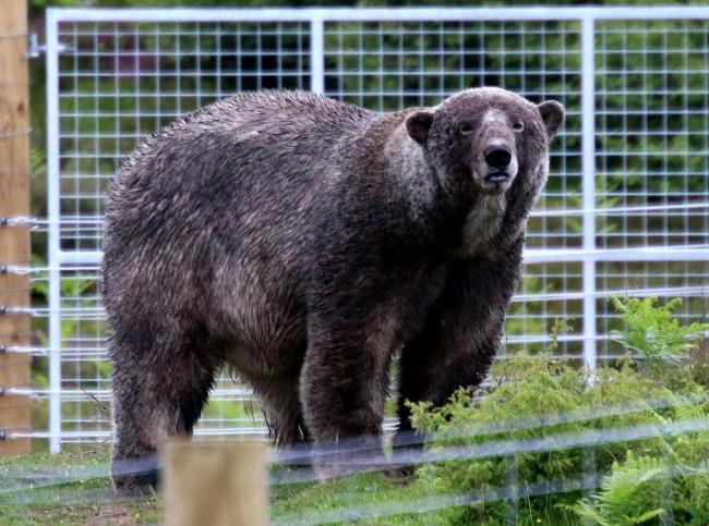 'Brown bear' found in polar bear enclosure at Highland Wildlife Park