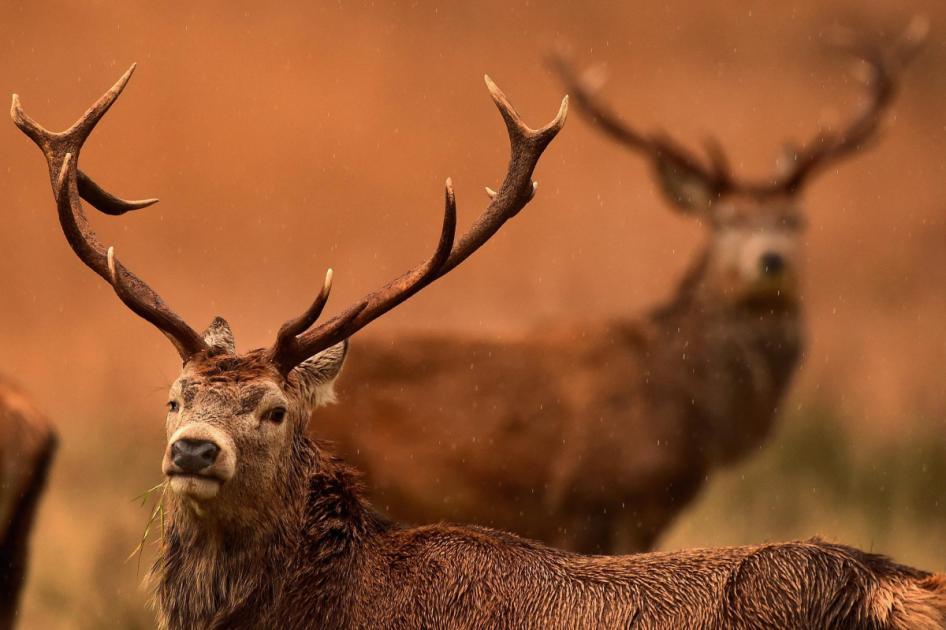 John Muir Trust deny botched killed of deer in Assynt cull