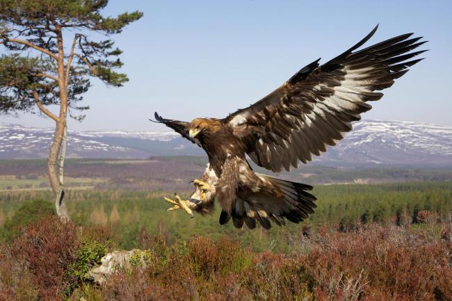 Minister vows action after 'suspicious' disappearance of dozens of golden eagles