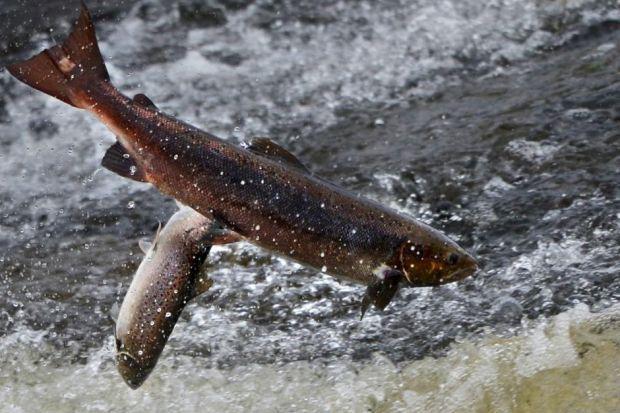 HeraldScotland: Millions of salmon are farmed each year