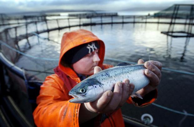 HeraldScotland: A salmon fishery on Loch Fyne, Argyll. 