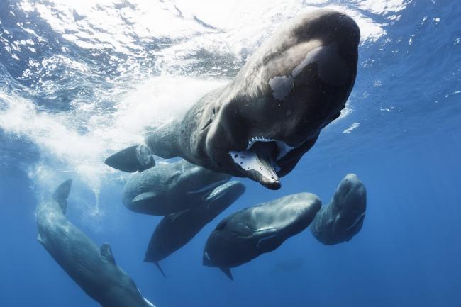WARNING: Embargoed for publication until 00:00:01 on 14/11/2017 - Programme Name: Blue Planet II - TX: 19/11/2017 - Episode: n/a (No. n/a) - Picture Shows: Sperm whales (Physeter macrocephalus). Females live in 'nursery schools', bringing up their