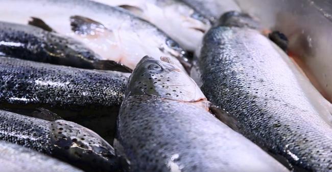 Video: Disease concern as Scots salmon farmers' produce 