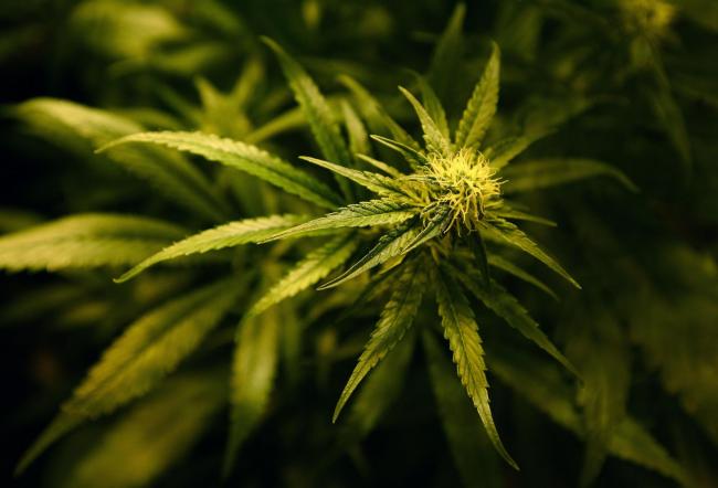 A cannabis plant. Picture: Gareth Fuller/PA Wire.