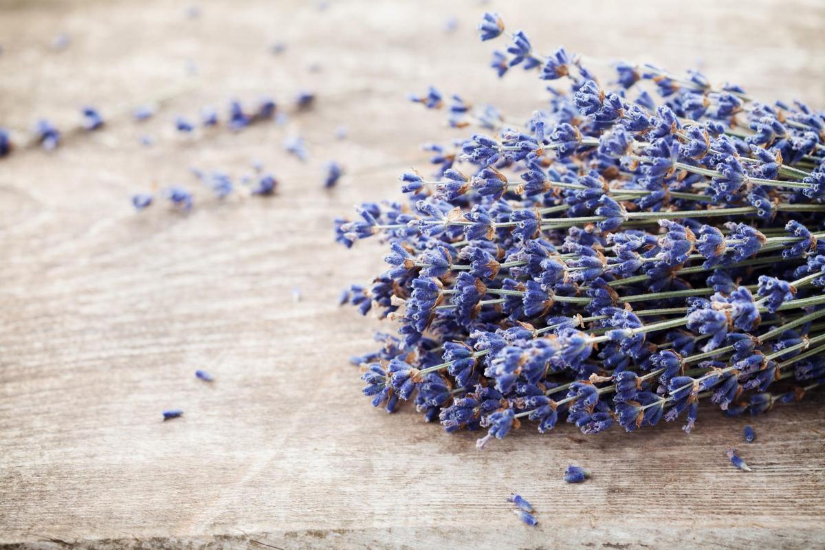 Drying Lavender Flowers » The Tattered Pew