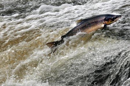 Wild salmon population decline in Scotland at 'crisis point'