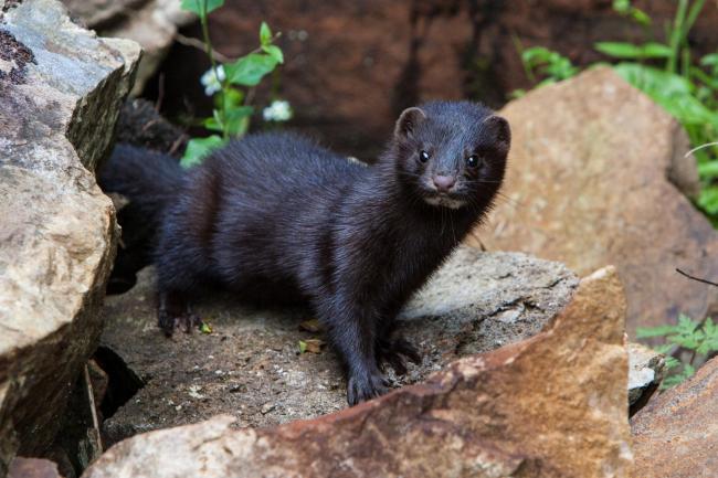 American mink were introduced to the UK in the 1950s