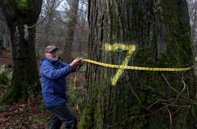 A specialist carries out an assessment of elm trees.