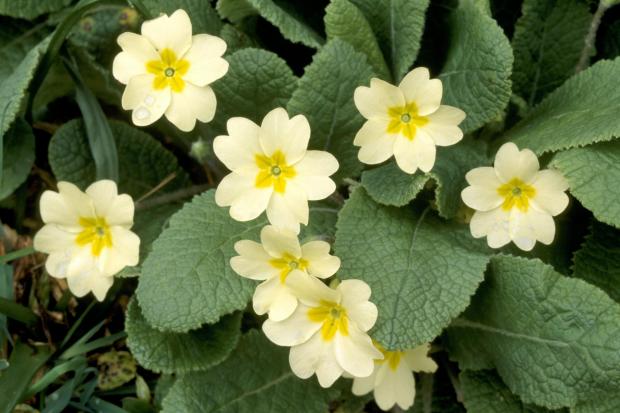 A cluster of dainty yellow primroses